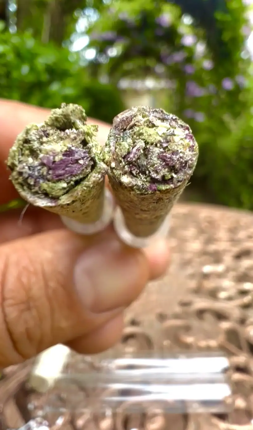 Two PURE paperless preroll prototypes held side by side, showing the exposed flower ends and clear glass tips
