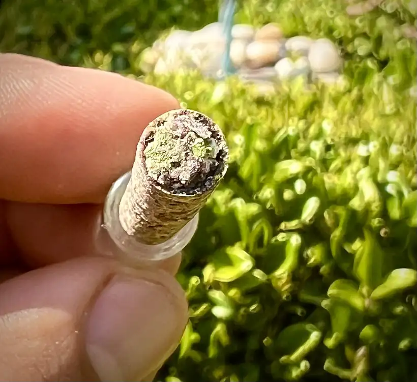 Close-up of a PURE paperless preroll prototype seated in a clear glass tip